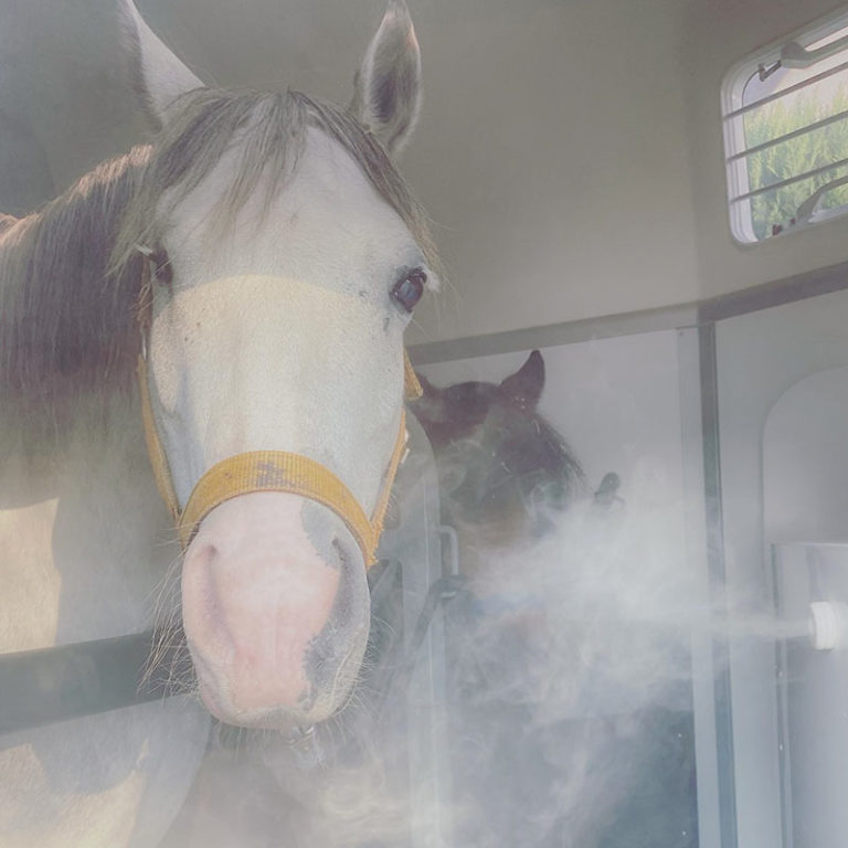 Inhalation Therapie atemwegserkrankte Pferde